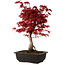 Acer palmatum deshojo, 40 cm, ± 10 Jahre alt, mit einem Wurzelhals von 4 cm