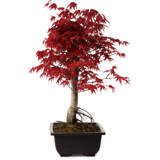 Acer palmatum deshojo, 40 cm, ± 10 anni, con nebari di 4 cm