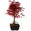 Acer palmatum deshojo, 40 cm, ± 10 ans, avec un nebari de 4 cm