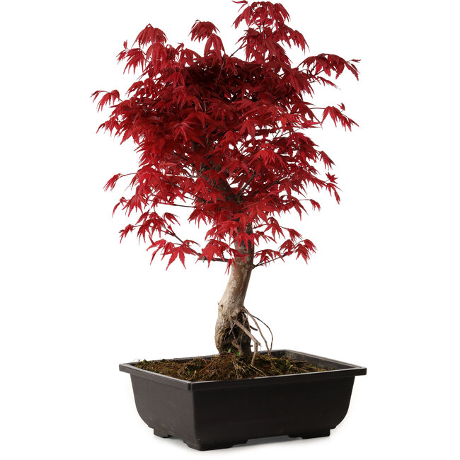 Acer palmatum deshojo, 40 cm, ± 10 jaar oud, met een nebari van 4 cm