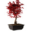 Acer palmatum deshojo, 40 cm, ± 10 Jahre alt, mit einem Wurzelhals von 4 cm