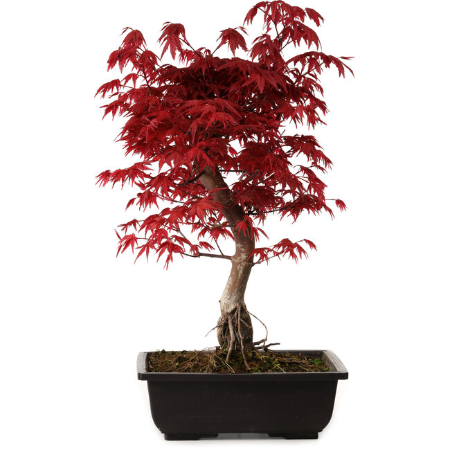 Acer palmatum deshojo, 40 cm, ± 10 jaar oud, met een nebari van 4 cm