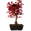 Acer palmatum deshojo, 40 cm, ± 10 Jahre alt, mit einem Wurzelhals von 4 cm