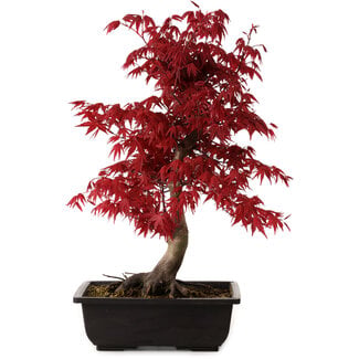 Acer palmatum deshojo, 40 cm, ± 10 years old