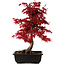 Acer palmatum deshojo, 40 cm, ± 10 anni, con nebari di 4 cm