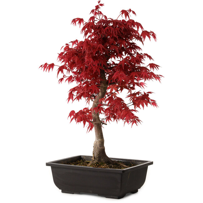 Acer palmatum deshojo, 40 cm, ± 10 Jahre alt, mit einem Wurzelhals von 4 cm