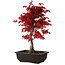 Acer palmatum deshojo, 40 cm, ± 10 jaar oud, met een nebari van 4 cm