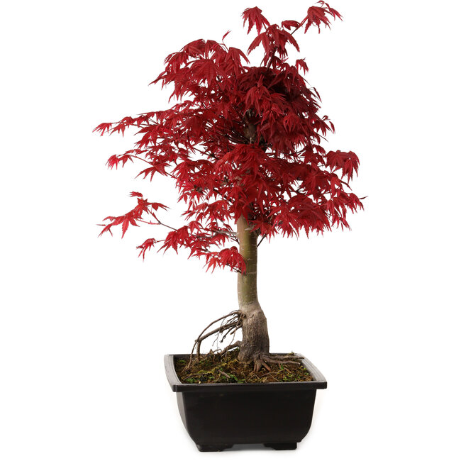 Acer palmatum deshojo, 40 cm, ± 10 años de edad, con un nebari de 4 cm