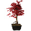 Acer palmatum deshojo, 40 cm, ± 10 anni, con nebari di 4 cm