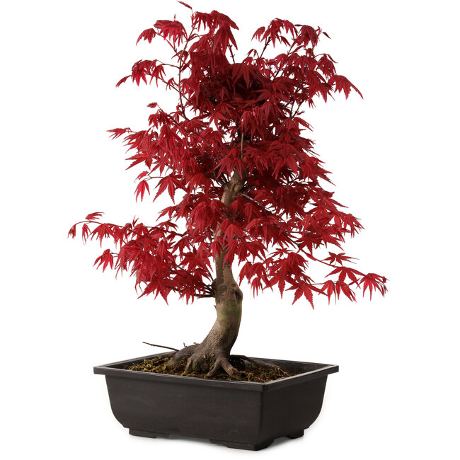 Acer palmatum deshojo, 40 cm, ± 10 ans, avec un nebari de 4 cm