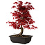 Acer palmatum deshojo, 40 cm, ± 10 years old, with a nebari of 4 cm