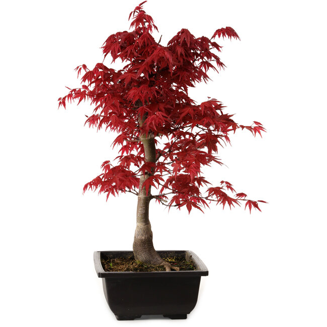 Acer palmatum deshojo, 40 cm, ± 10 jaar oud, met een nebari van 4 cm