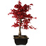 Acer palmatum deshojo, 40 cm, ± 10 ans, avec un nebari de 4 cm