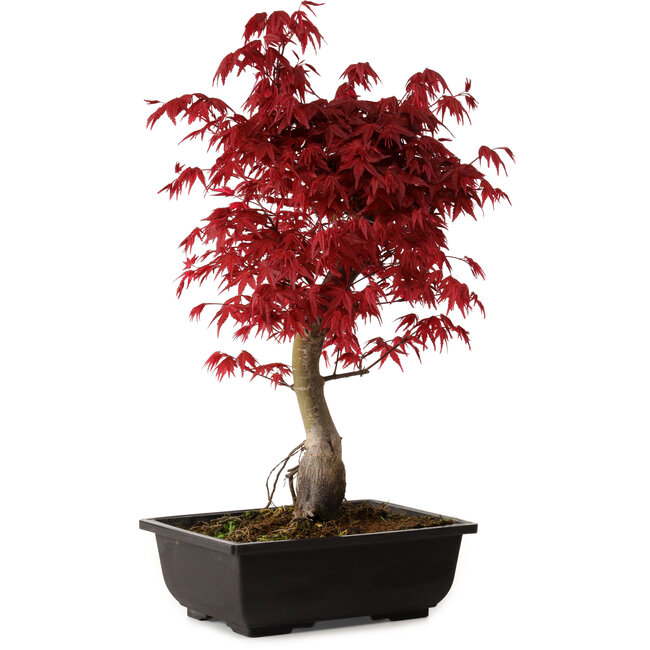 Acer palmatum deshojo, 40 cm, ± 10 Jahre alt, mit einem Wurzelhals von 4 cm