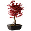 Acer palmatum deshojo, 40 cm, ± 10 years old, with a nebari of 4 cm