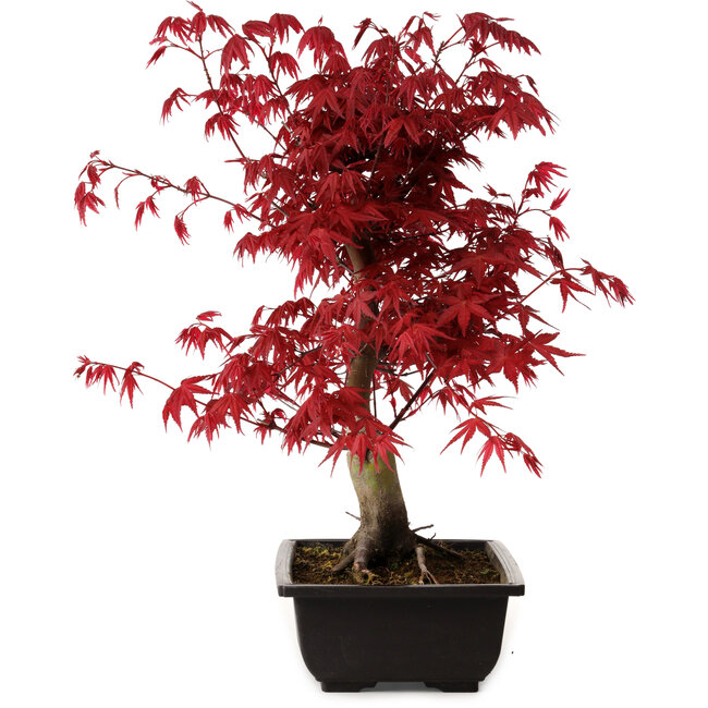 Acer palmatum deshojo, 40 cm, ± 10 ans, avec un nebari de 4 cm