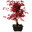 Acer palmatum deshojo, 40 cm, ± 10 años de edad, con un nebari de 4 cm