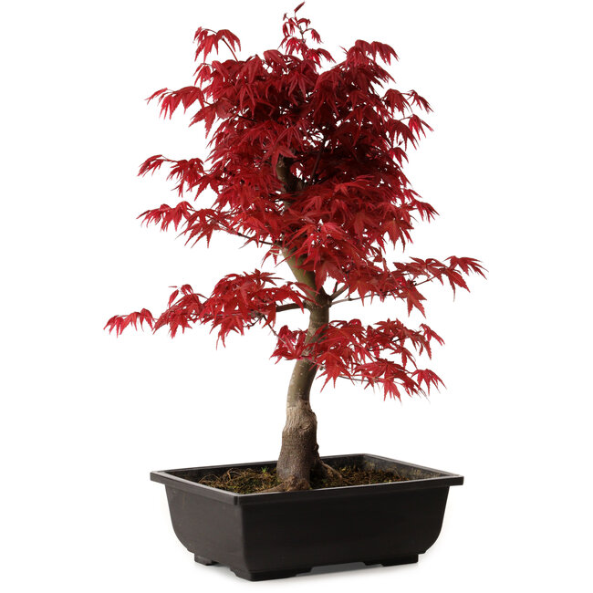 Acer palmatum deshojo, 40 cm, ± 10 anni, con nebari di 4 cm