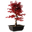 Acer palmatum deshojo, 40 cm, ± 10 anni, con nebari di 4 cm