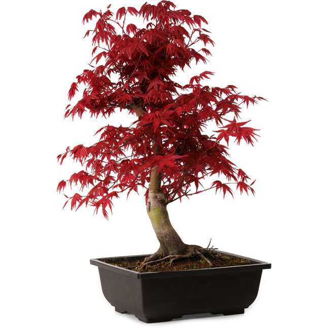 Acer palmatum deshojo, 40 cm, ± 10 Jahre alt, mit einem Wurzelhals von 4 cm