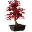 Acer palmatum deshojo, 40 cm, ± 10 Jahre alt, mit einem Wurzelhals von 4 cm