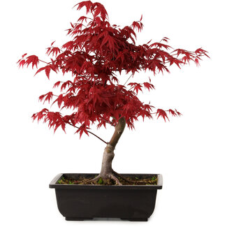 Acer palmatum deshojo, 40 cm, ± 10 Jahre alt