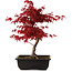 Acer palmatum deshojo, 40 cm, ± 10 years old, with a nebari of 4 cm