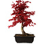 Acer palmatum deshojo, 40 cm, ± 10 ans, avec un nebari de 4 cm