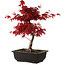 Acer palmatum deshojo, 40 cm, ± 10 Jahre alt, mit einem Wurzelhals von 4 cm