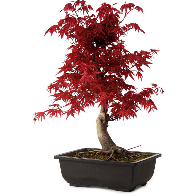 Acer palmatum deshojo, 40 cm, ± 10 years old, with a nebari of 4 cm