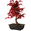Acer palmatum deshojo, 40 cm, ± 10 ans, avec un nebari de 4 cm