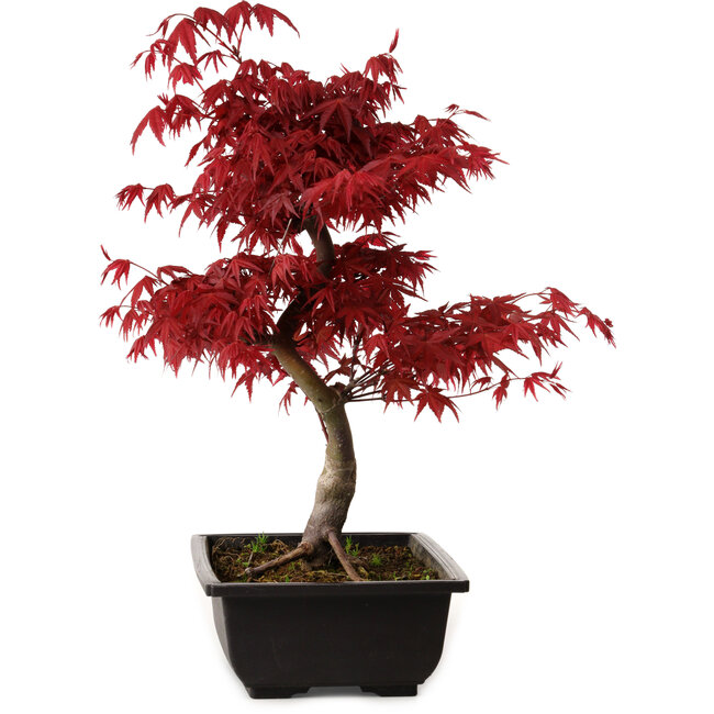 Acer palmatum deshojo, 40 cm, ± 10 Jahre alt, mit einem Wurzelhals von 4 cm