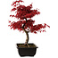 Acer palmatum deshojo, 40 cm, ± 10 jaar oud, met een nebari van 4 cm