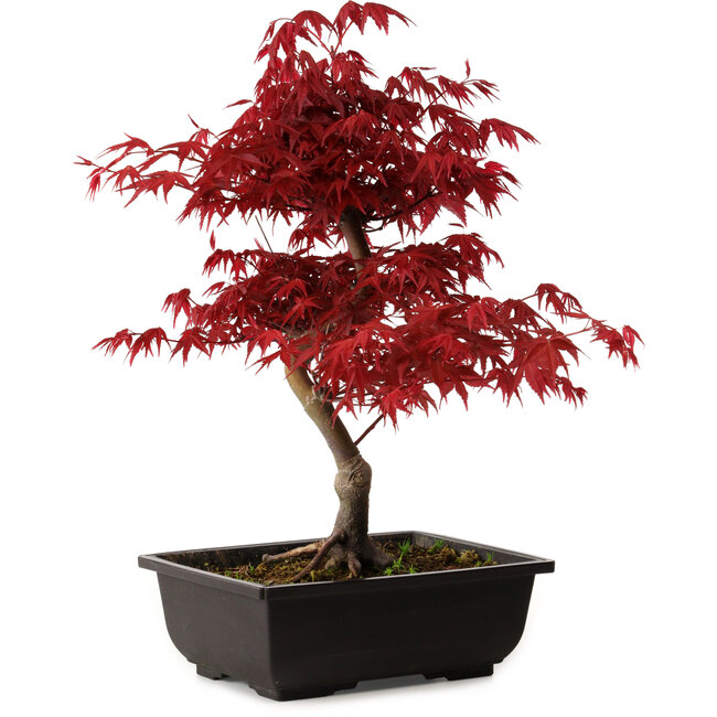 Acer palmatum deshojo, 40 cm, ± 10 años de edad, con un nebari de 4 cm
