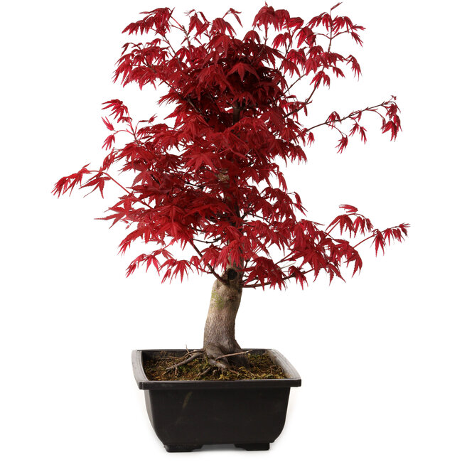 Acer palmatum deshojo, 40 cm, ± 10 Jahre alt, mit einem Wurzelhals von 4 cm
