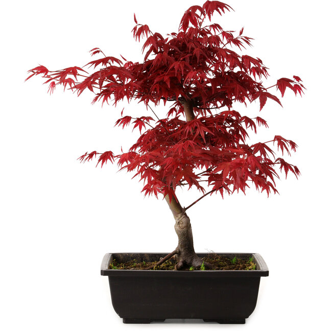 Acer palmatum deshojo, 40 cm, ± 10 jaar oud, met een nebari van 4 cm
