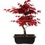 Acer palmatum deshojo, 40 cm, ± 10 años de edad, con un nebari de 4 cm