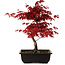 Acer palmatum deshojo, 40 cm, ± 10 years old, with a nebari of 4 cm