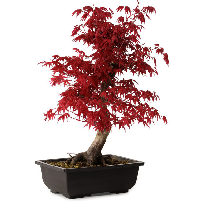 Acer palmatum deshojo, 40 cm, ± 10 anni, con nebari di 4 cm