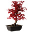 Acer palmatum deshojo, 40 cm, ± 10 Jahre alt, mit einem Wurzelhals von 4 cm
