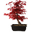 Acer palmatum deshojo, 40 cm, ± 10 anni, con nebari di 4 cm