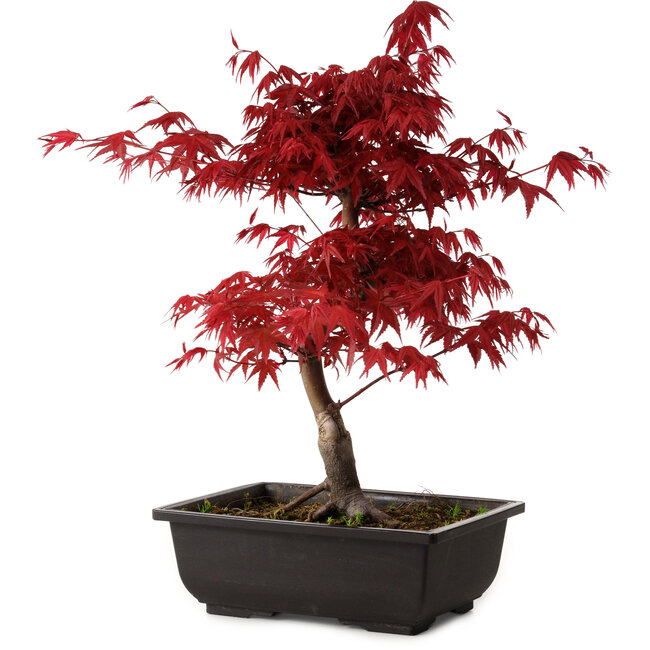 Acer palmatum deshojo, 40 cm, ± 10 years old, with a nebari of 4 cm
