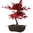 Acer palmatum deshojo, 40 cm, ± 10 Jahre alt, mit einem Wurzelhals von 4 cm