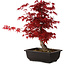 Acer palmatum deshojo, 40 cm, ± 10 anni, con nebari di 4 cm
