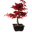 Acer palmatum deshojo, 40 cm, ± 10 Jahre alt, mit einem Wurzelhals von 4 cm