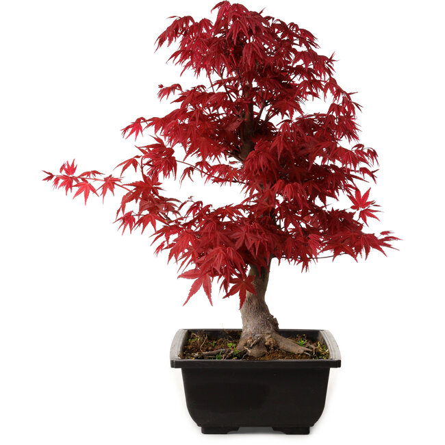 Acer palmatum deshojo, 40 cm, ± 10 years old, with a nebari of 4 cm
