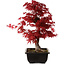 Acer palmatum deshojo, 40 cm, ± 10 años de edad, con un nebari de 4 cm