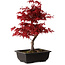 Acer palmatum deshojo, 40 cm, ± 10 años de edad, con un nebari de 4 cm