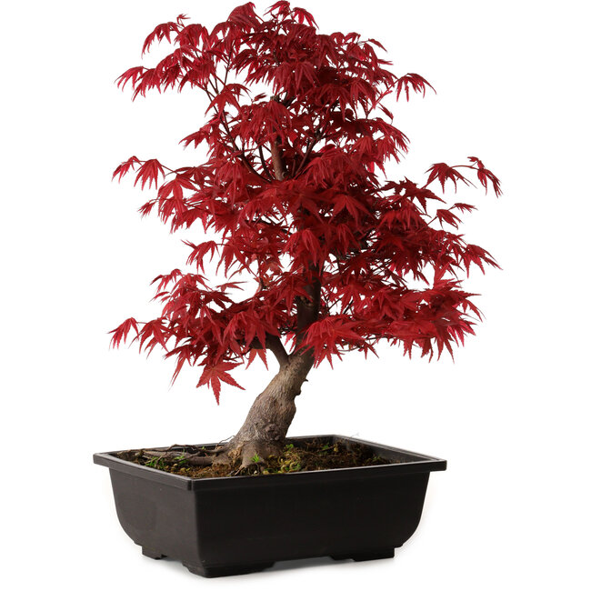 Acer palmatum deshojo, 40 cm, ± 10 ans, avec un nebari de 4 cm