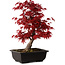 Acer palmatum deshojo, 40 cm, ± 10 Jahre alt, mit einem Wurzelhals von 4 cm